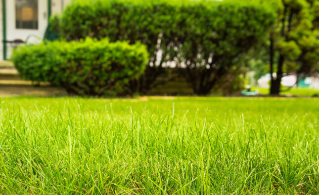 Signs It’s Time to Hire a Lawn Maintenance Service for Your Home