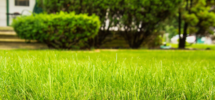 Signs It’s Time to Hire a Lawn Maintenance Service for Your Home